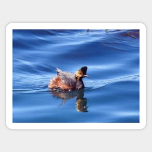 Wild birds, wildlife, nature, Spectacular Grebe, grebes Sticker